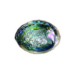 GREEN ABALONE SHELL