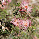 FAIRY DUSTER FLOWER ESSENCE