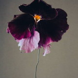 THE QUIET BOTANIST | MOODY BLOOMS CANDLE BLACK VIOLET & ABSINTHE