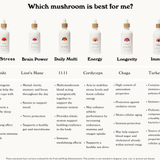 1111 Angel Numbers Super Multi-Mushroom Tincture