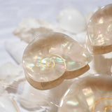 SIREN CLAW | SEA SHELL ACETATE HAIR CLIP