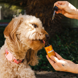 CBD + CBG PET OIL